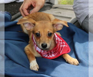Chiweenie Dogs for adoption in Bandera, TX, USA