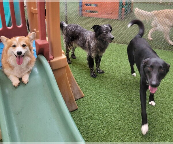 Medium Photo #5 Border Collie-Unknown Mix Puppy For Sale in Highland, IL, USA