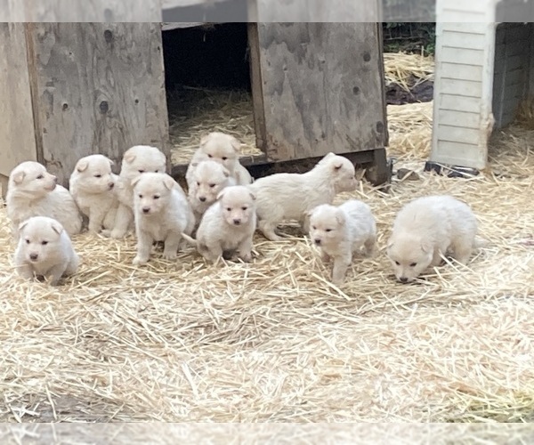 Medium Photo #9 Gerberian Shepsky Puppy For Sale in MAD RIVER, CA, USA