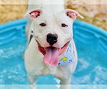 Small #2 American Staffordshire Terrier