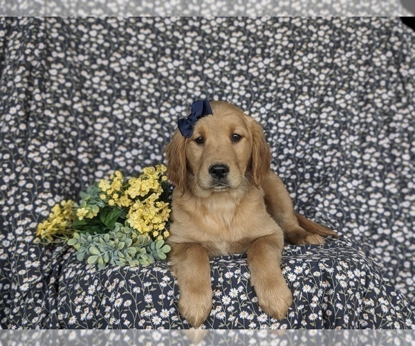 Medium Photo #5 Golden Retriever Puppy For Sale in KIRKWOOD, PA, USA