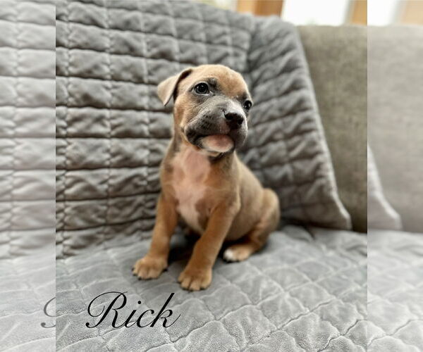 Medium Photo #1 Mutt Puppy For Sale in Sequim, WA, USA