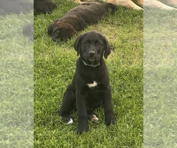 Medium Photo #4 Golden Labrador Puppy For Sale in DAYTON, VA, USA
