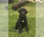 Small #3 Golden Labrador
