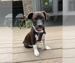 Mutt Dogs for adoption in Mundelein, IL, USA