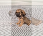 Small Photo #4 Cavachon-Cavapoo Mix Puppy For Sale in HAMPTON, VA, USA