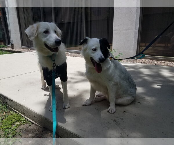 Medium Photo #42 Aussie Pyrenees Puppy For Sale in Houston, TX, USA