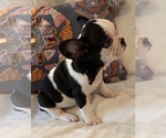 Small Photo #14 French Bulldog Puppy For Sale in CHARLESTON, SC, USA