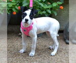 Small #1 Mutt