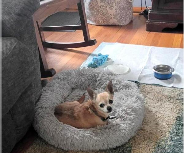 Medium Photo #3 Chihuahua Puppy For Sale in Rootstown, OH, USA