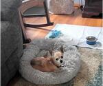 Small Photo #3 Chihuahua Puppy For Sale in Rootstown, OH, USA