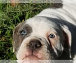 Small Photo #6 American Bulldog Puppy For Sale in LULING, TX, USA