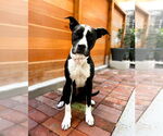 Small #11 American Pit Bull Terrier-Labrador Retriever Mix