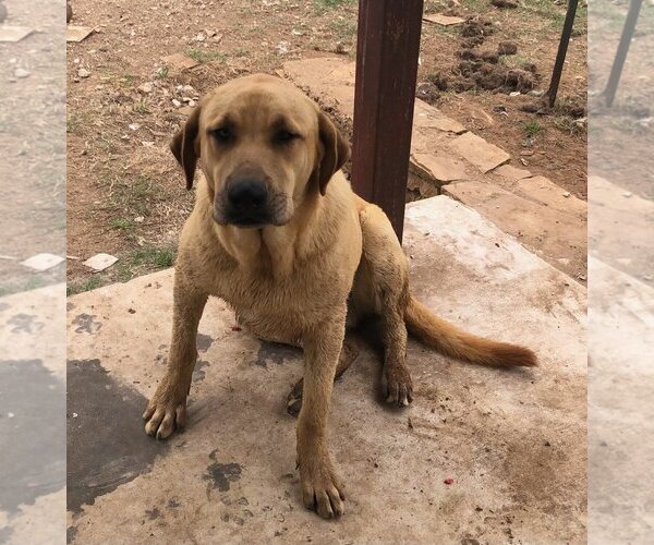 Medium Photo #1 Labrador Retriever Puppy For Sale in San Antonio, TX, USA