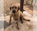 Small Labrador Retriever