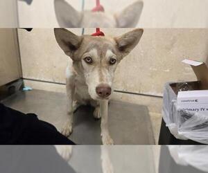 Siberian Husky Dogs for adoption in Riverside, CA, USA