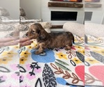 Small #1 Dachshund