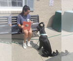 Small #1 Mutt