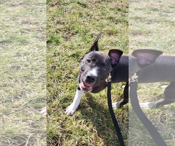 Medium Photo #5 Mutt Puppy For Sale in Holly Springs, NC, USA