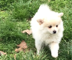 Pomeranian Puppy for sale in WEST PLAINS, MO, USA
