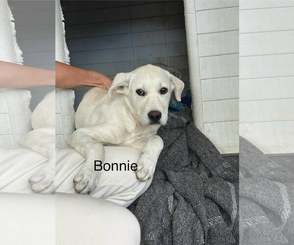 Medium Photo #2 Anatolian Shepherd Puppy For Sale in Turlock, CA, USA