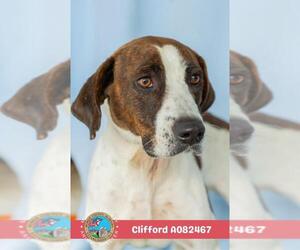 CLIFFORD - Male American Foxhound-Unknown Mix Dog for Adoption - Photo #2