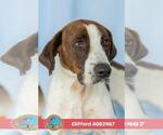 Small #1 American Foxhound Mix
