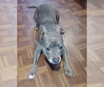 Small #1 American Pit Bull Terrier