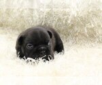 Small Photo #2 French Bulldog Puppy For Sale in SARATOGA, CA, USA