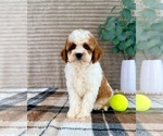Small #2 Cavapoo (Miniature)