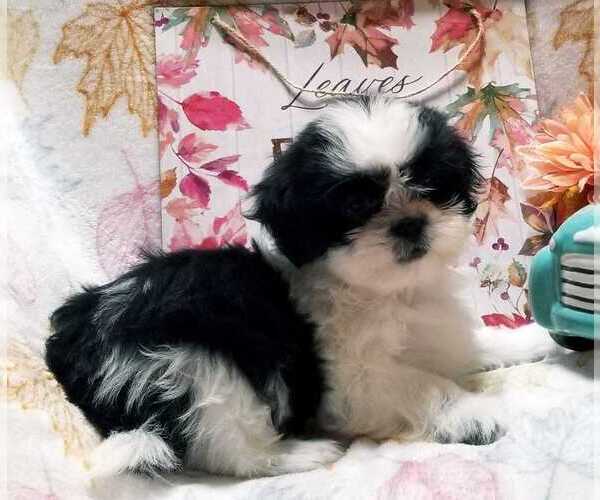 Medium Photo #3 Shih Tzu Puppy For Sale in O BRIEN, FL, USA