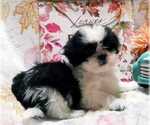 Small #2 Shih Tzu