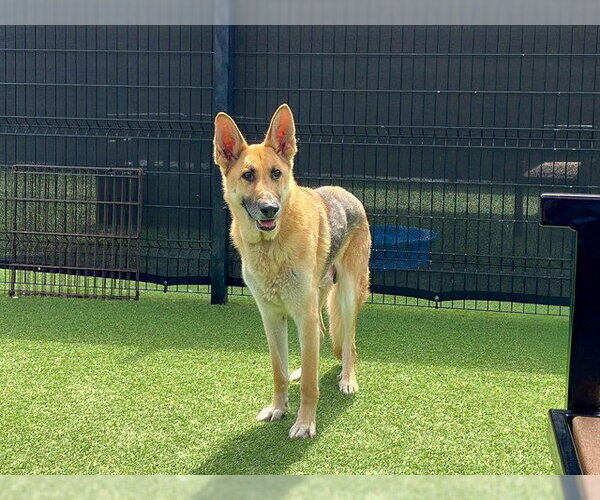 Medium Photo #2 German Shepherd Dog Puppy For Sale in Orange, CA, USA