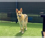 Small #1 German Shepherd Dog