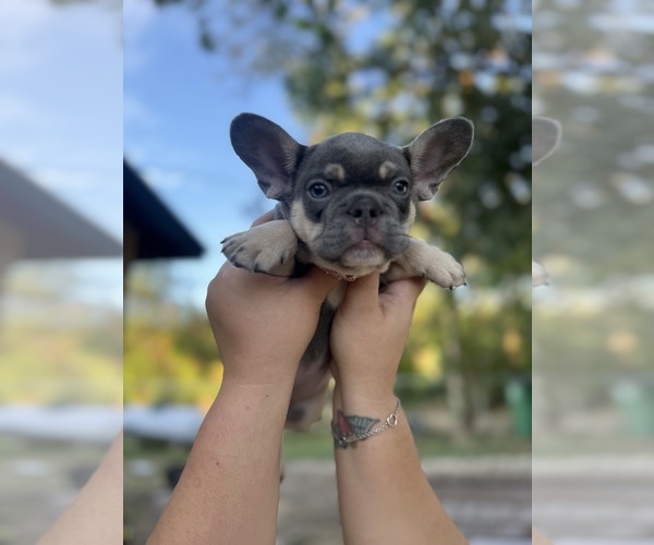 Medium Photo #2 French Bulldog Puppy For Sale in CRYSTAL CITY, TX, USA