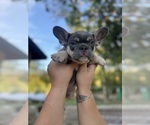 Small Photo #8 French Bulldog Puppy For Sale in CRYSTAL CITY, TX, USA