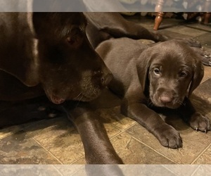 Father of the Labrador Retriever puppies born on 02/01/2024