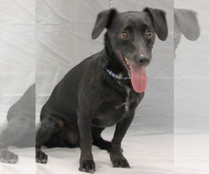 Chiweenie Dogs for adoption in Conroe, TX, USA