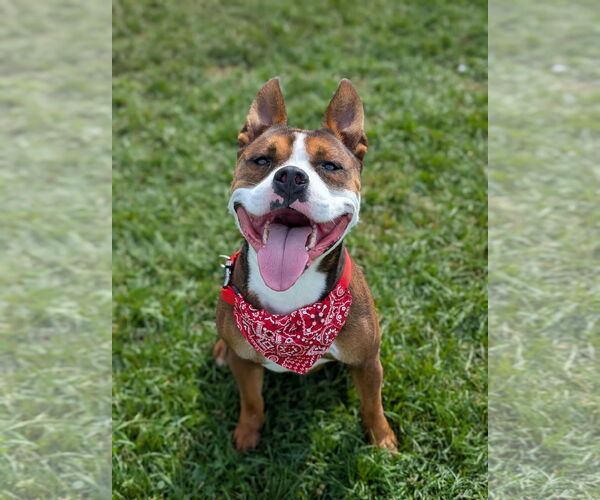 Medium Photo #6 Mutt Puppy For Sale in Rootstown, OH, USA