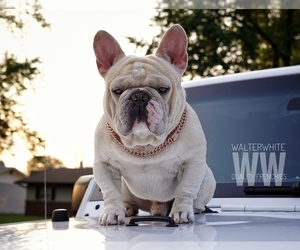 Father of the French Bulldog puppies born on 07/08/2025