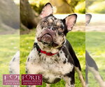 Small #2 French Bulldog