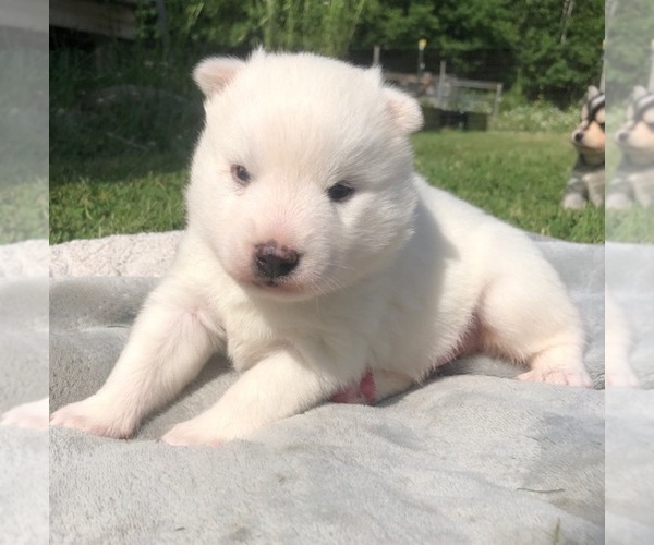 Medium Photo #1 Pomsky Puppy For Sale in SAVOY, MA, USA