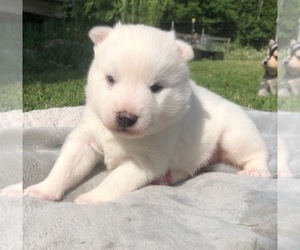 Pomsky Puppy for sale in SAVOY, MA, USA
