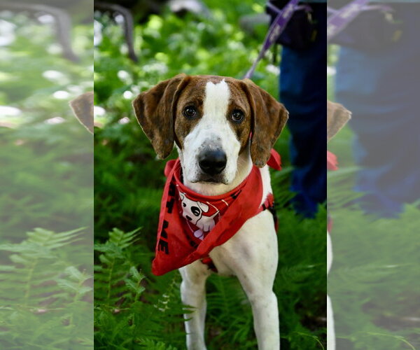 Medium Photo #3  Puppy For Sale in , 