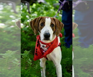 Mutt Dogs for adoption in Wakefield, RI, USA