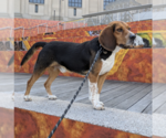 Small #1 Beagle Mix