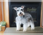 Small Photo #1 Schnauzer (Miniature) Puppy For Sale in SYRACUSE, IN, USA