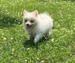 Small #6 Pomeranian