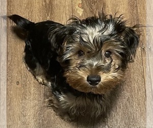 Yorkshire Terrier Puppy for sale in JOHNSTOWN, PA, USA