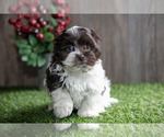 Puppy Carla Havanese